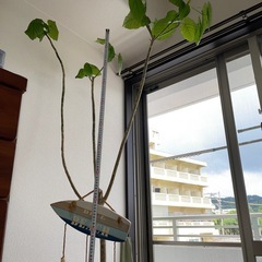 観葉植物🪴ウンベラータ　180センチの画像