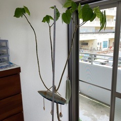 観葉植物🪴ウンベラータ　180センチの画像