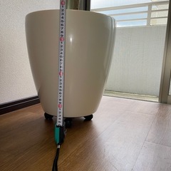 観葉植物🪴ウンベラータ　180センチの画像