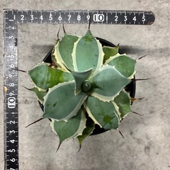 アガベ ポタトラム錦の画像