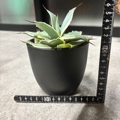 アガベ ポタトラム錦の画像