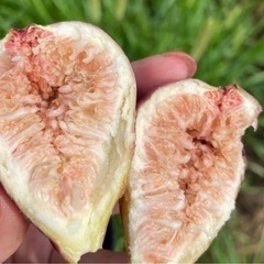 いちじく 取りたて　果実 15個セット  大中小の画像