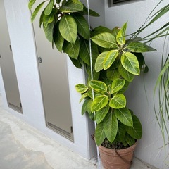 観葉植物🪴フィカス．アルテシマ　180センチの画像