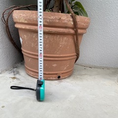 観葉植物🪴フィカス．アルテシマ　180センチの画像