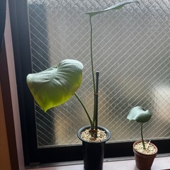 モンステラ　株分　発根済みの画像
