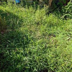 草取り、草刈りします