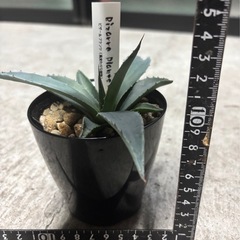 アガベ モンタナ 小苗の画像