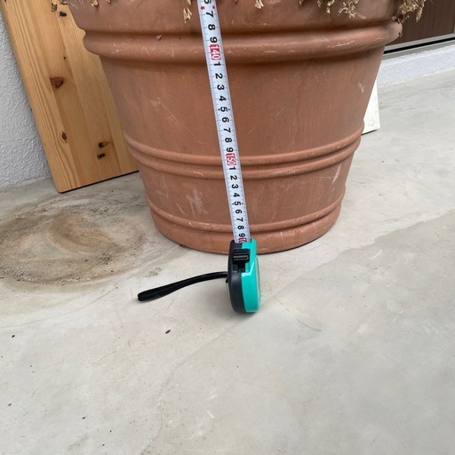 観葉植物?トックリラン　140センチ