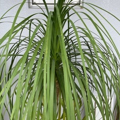 観葉植物🪴トックリラン　140センチの画像