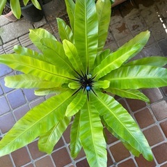 オオタニワタリの画像