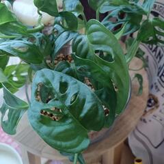 観葉植物2点まとめての画像