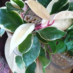 観葉植物2点まとめての画像