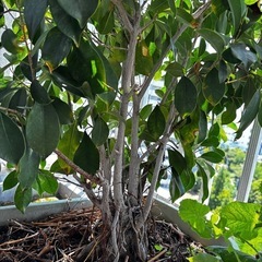 フィカス 植物 観葉植物　ガジュマル　大型
の画像