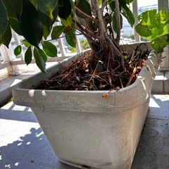 フィカス 植物 観葉植物　ガジュマル　大型
の画像
