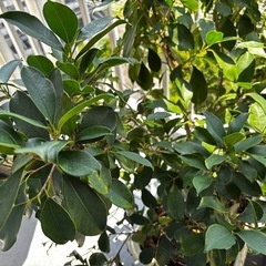フィカス 植物 観葉植物　ガジュマル　大型
の画像