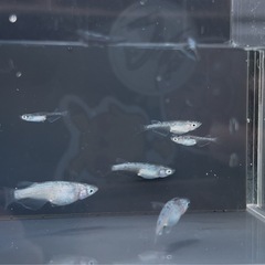 (決定)クラウドグレーダイヤ メダカの画像