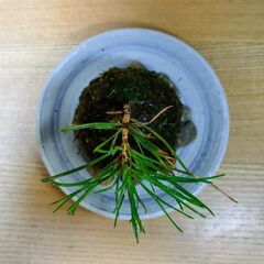 可愛い「ミニ苔玉(黒松)」の画像