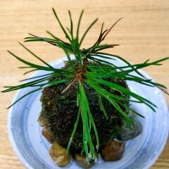 可愛い「ミニ苔玉(黒松)」の画像