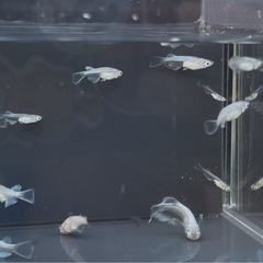 (決定)謎　メダカの画像