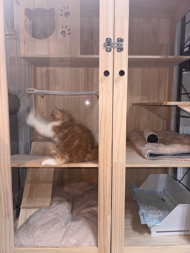 キャットゲージ