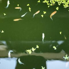 メダカ◯紅マドンナ◯めだかの画像