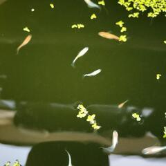 メダカ◯紅マドンナ◯めだかの画像