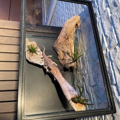 流木 アクアリウム 爬虫類 ハンドメイド No.2の画像