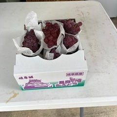 長良ぶどう園の画像