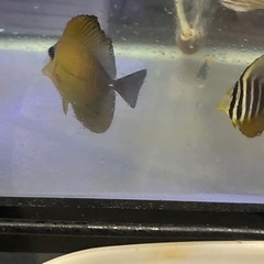 ゴマハギの画像