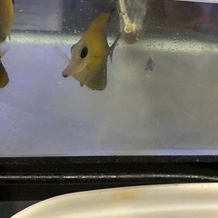 ゴマハギの画像