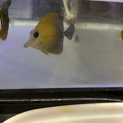 ゴマハギの画像