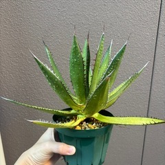 アガベ　ホリダの画像