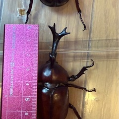 神山産オスカブト(2匹)の画像