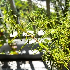 ローズマリー　虫除け　芳香　の画像