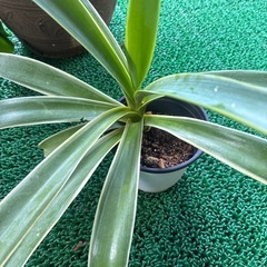 アガベの画像
