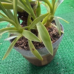 アガベの画像