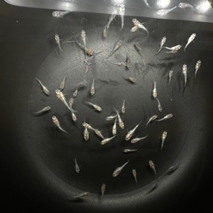 本日まで❗️ 白ブチラメサファイアダルマ 30匹セットの画像