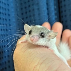 アフリカヤマネベビー販売中✨️