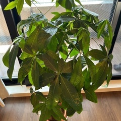 観葉植物の画像
