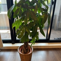 観葉植物の画像