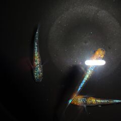 めだか（ヒミツヘイキ）２ペアの画像