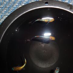 めだか（ヒミツヘイキ）２ペアの画像