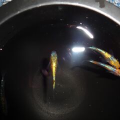 めだか（ヒミツヘイキ）２ペアの画像