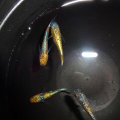 めだか（ヒミツヘイキ）２ペアの画像