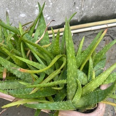 アロエベラの画像
