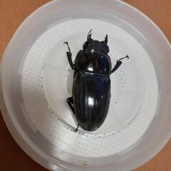 奄美ヒラタクワガタ(メス)訳あり①の画像