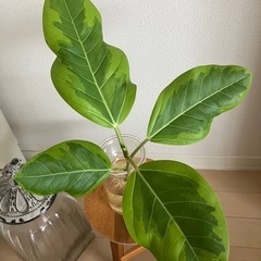 ⑦観葉植物　フィカス アルテシーマ　の画像