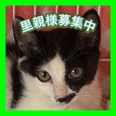 人が大好きアシメくん︎🐈‍⬛💚
