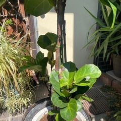 観葉植物　フィカス・リラータ　高さ１６０センチの画像