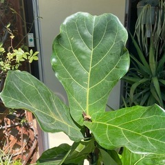 観葉植物　フィカス・リラータ　高さ１６０センチの画像